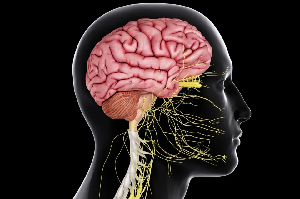 What Is the Central Nervous System (CNS)?
