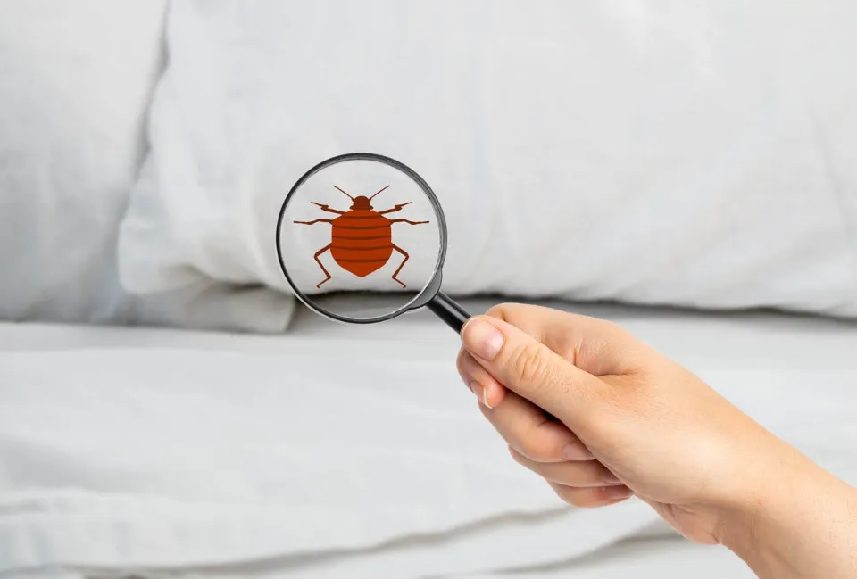 How to Get Rid of Bed Bugs in Clothes? (2023 Solved)